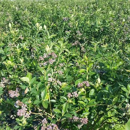 Casa Valxisto Пеньяфьель