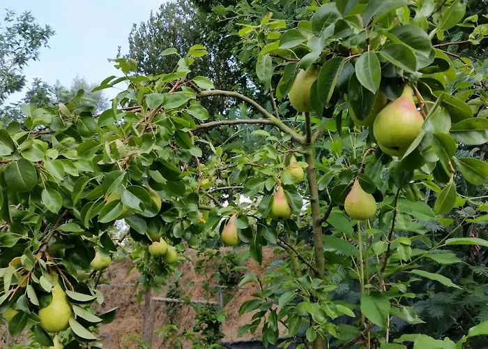 Gospodarstwo wiejskie Casa Valxisto Penafiel